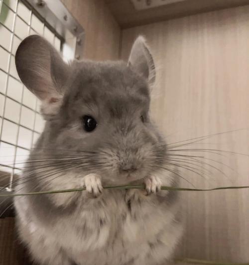 以赛级龙猫是什么？（了解以赛级龙猫的品种和特点，找到适合你的宠物伴侣！）