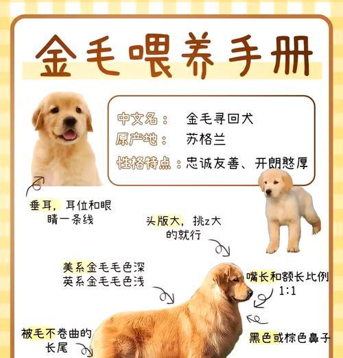 小金毛不吃狗粮的原因（探讨小金毛对狗粮偏好的原因及解决方法）
