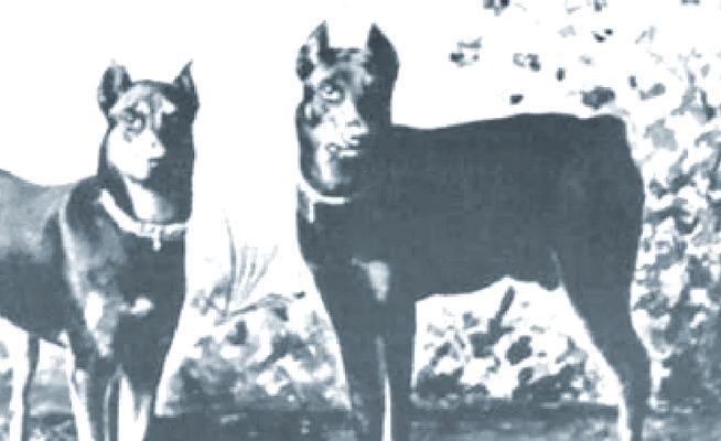 解密杜宾犬为何没有尾巴（揭开杜宾犬尾巴缺失的原因与意义）