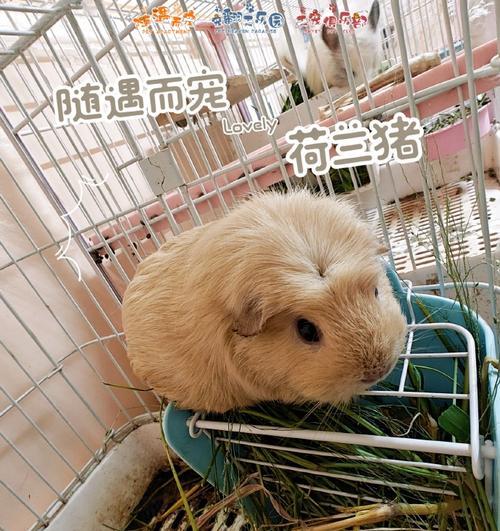荷兰猪的饲养技巧之怀孕期的合适饲料选择（荷兰猪怀孕期的饮食要点及草类饲料推荐）