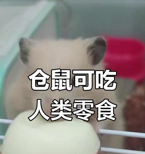 仓鼠的饮食需要注意些什么？（科学合理的饮食是保持仓鼠健康的关键）