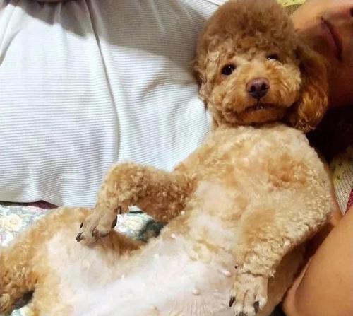 泰迪犬为何需要挤肛门腺？（探究泰迪犬挤肛门腺的原因和方法）