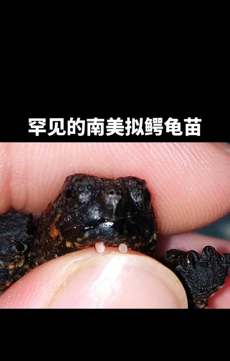 大鳄龟苗的饲养指南（了解大鳄龟苗的适宜饮食和饲养方法，让它们健康成长）