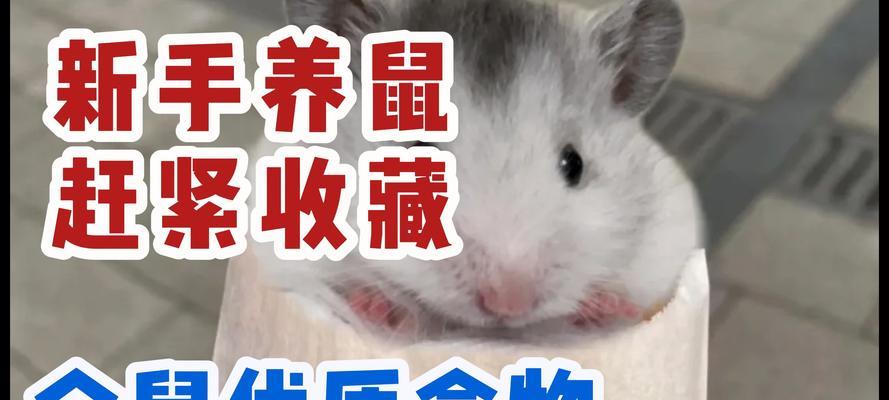 仓鼠的饮食指南（以仓鼠可以吃什么为主题的详细介绍）