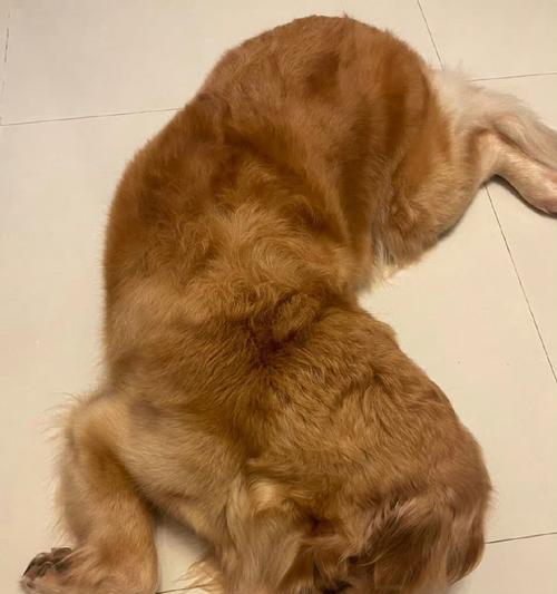 狗狗侧睡的意义（探究狗狗侧睡的行为与心理）