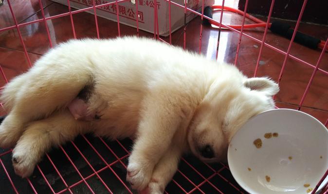 小萨摩为什么打嗝？（探究小萨摩打嗝的原因和解决方法）