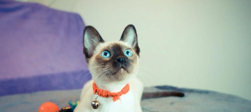 以蓝眼睛的猫为主题的神秘魅力（探索蓝眼睛猫咪的迷人特征与独特性格）