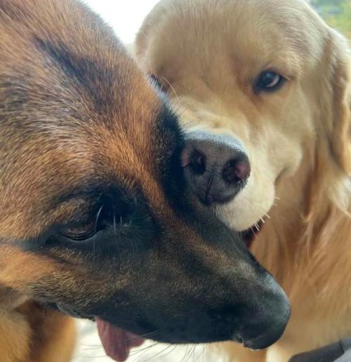 金毛犬与拉布拉多犬的相似之处（探讨金毛犬与拉布拉多犬的外貌和性格的相似性）