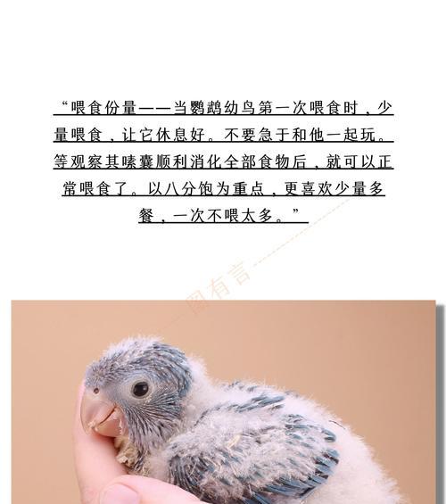 探索鹦鹉雏鸟的成长之旅（从孵化到独立，见证鹦鹉雏鸟的奇妙成长之路）