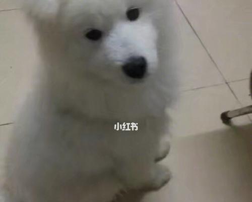 狗为什么害怕鞭炮声？（探究狗对鞭炮声的恐惧原因和应对方法）