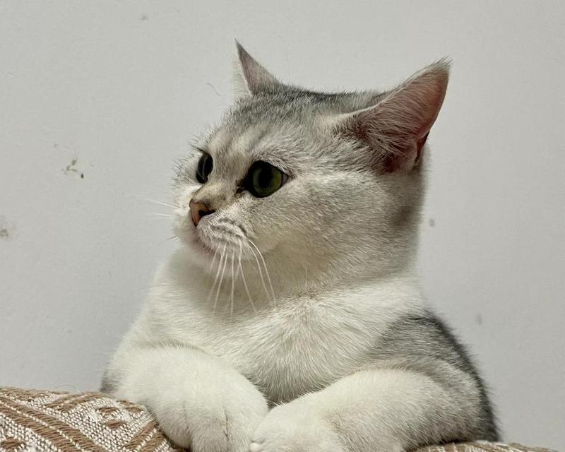 猫突然贪睡现象解析（猫咪的突然贪睡和原因分析）