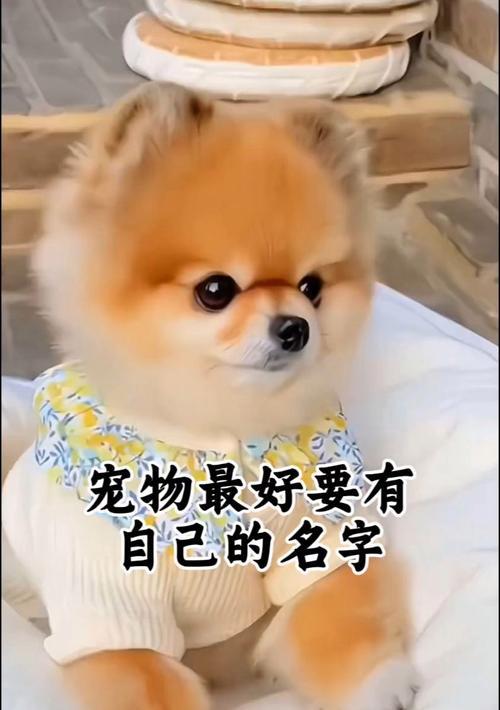 为什么狗狗一直叫？（探究狗狗持续叫唤的原因与解决方法）