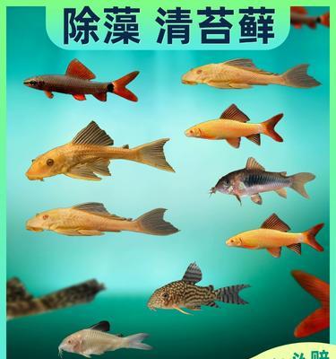 以鼠鱼养什么好？（探索鼠鱼最适宜的伴侣和食物选择）