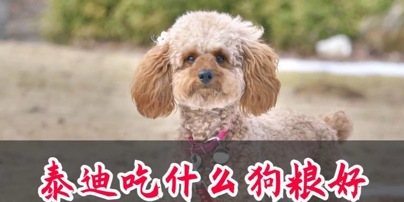 黑泰迪的饮食喜好揭秘（探寻黑泰迪的美食世界，满足它们的味蕾享受）