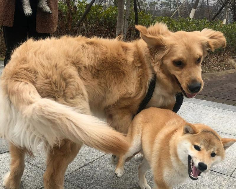 为什么会有些狗狗对主人凶狠？（探索狗狗对主人凶狠行为的原因和解决方法）