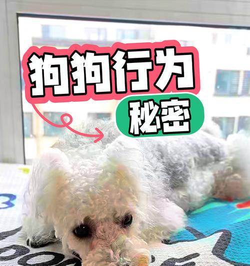 为什么狗狗总是叹气？（探究狗狗叹气的原因与影响）