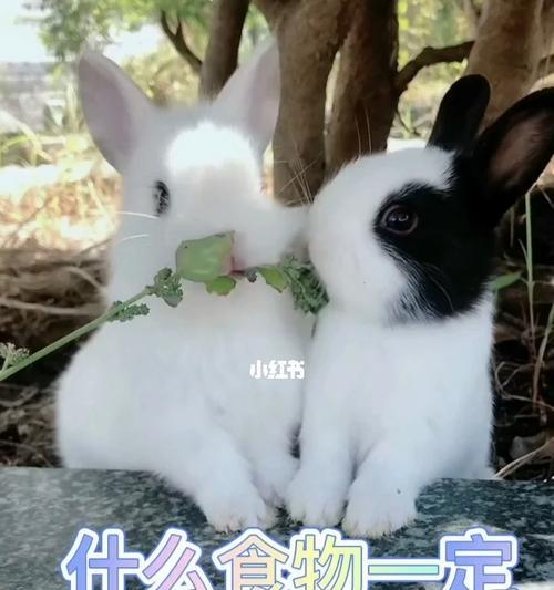以兔子的什么不能吃？（了解兔子的禁忌食物，保护兔子的健康）
