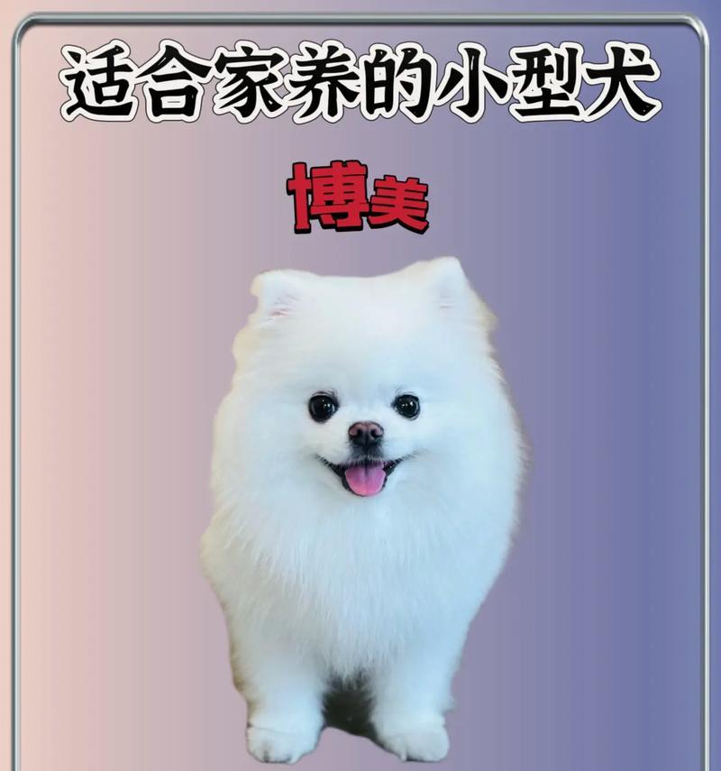 选择适合家庭的狗品种——简单养殖指南（以容易照料为特点的家养犬种推荐）