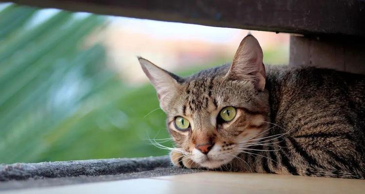 探秘猫咪为何会掉胡子（揭开猫咪掉胡子的神秘面纱，胡须是猫咪的“感应器”）
