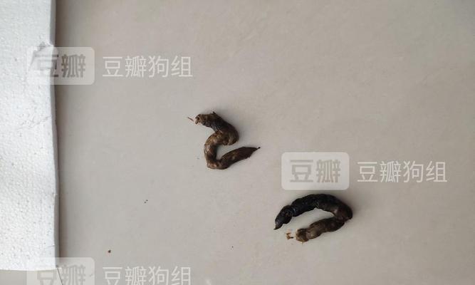 狗狗的大便——了解宠物健康的关键（狗狗大便的形状、颜色和质地如何判断它们的健康状态）