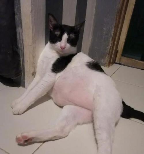 猫如何逐渐变瘦（以猫慢慢的变瘦了是为什么？）