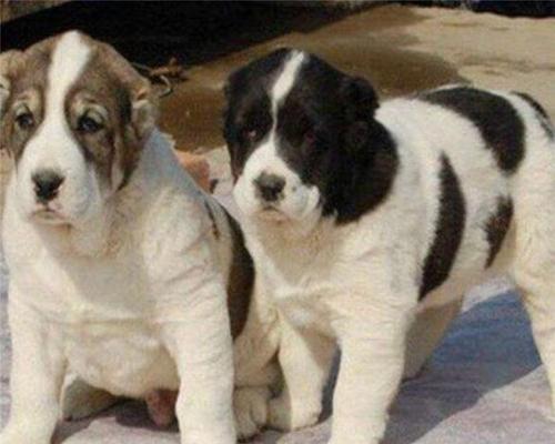 中亚犬的饮食需要注意些什么？（中亚犬饮食规划与营养均衡）