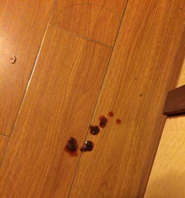 狗狗拉稀时带点血的原因及处理方法（了解为何狗狗拉稀时会带点血，有效应对问题）