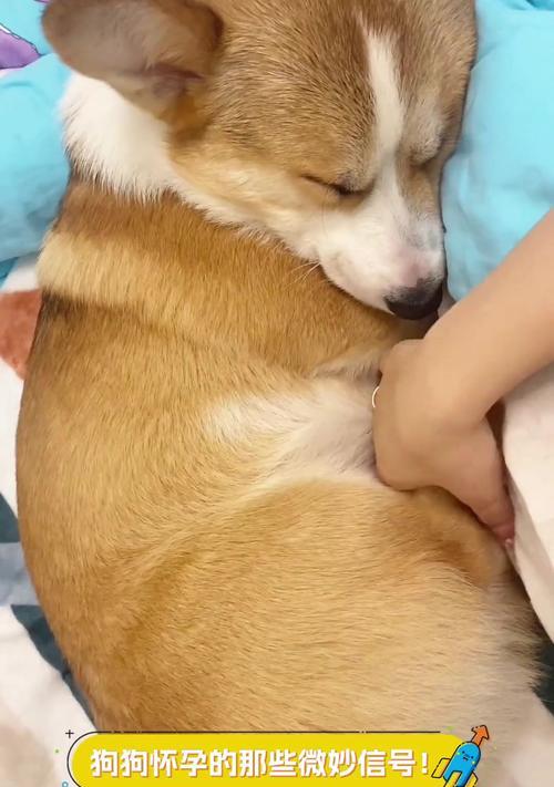 狗狗怀孕的症状及预防措施（了解你的宠物）