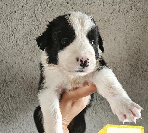 边牧幼犬的理想狗粮是什么？（满足边牧幼犬营养需求的狗粮推荐）