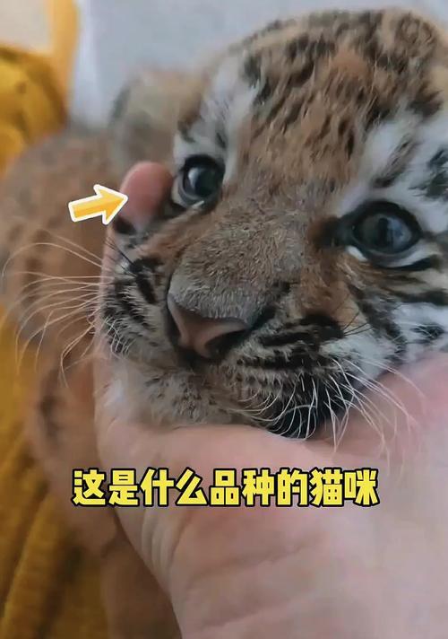 探索神秘的品种（揭开这一猫咪身份的秘密）