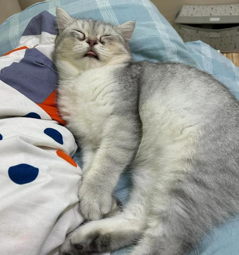 猫咪咳嗽的原因及治疗方法（探寻猫咪咳嗽背后的问题，让我们的宠物过上健康的生活）