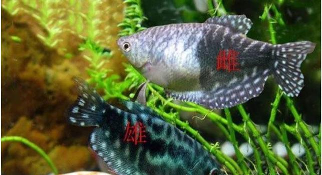 非洲凤凰与混养鱼类（非洲凤凰和什么鱼最适合混养？）