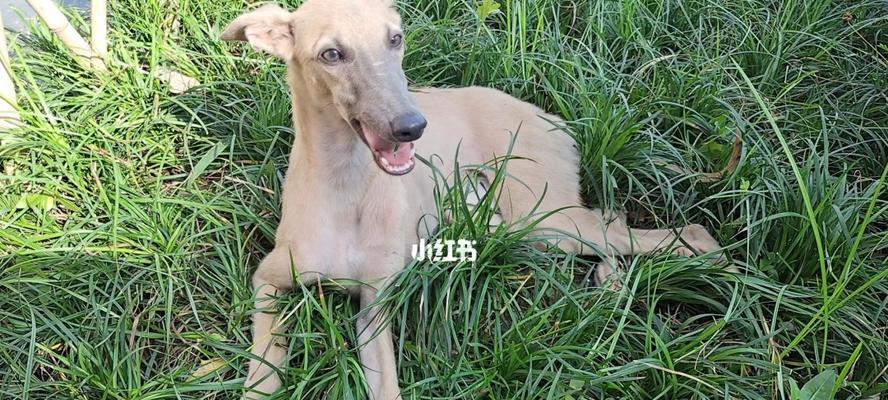 揭开灵兽犬中毒之谜（探索灵兽犬中毒的原因与症状）