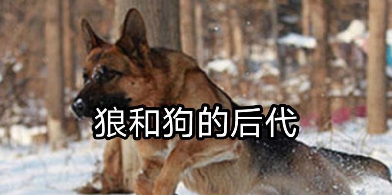 以狼梗为主题的狗的故事（探索不同狗品种中的狼血统）