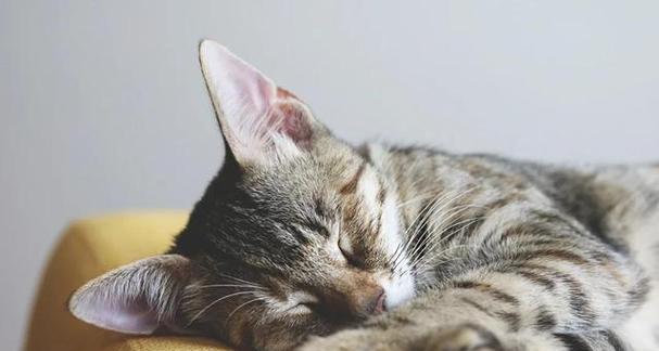 猫为何不吃东西？（探究猫咪拒食的原因及应对方法）