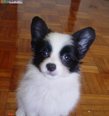 可爱的蝴蝶犬幼犬与它们的独特魅力（探索蝴蝶犬幼犬的可爱外貌与活泼性格）