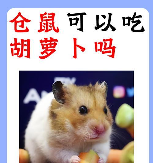 仓鼠的适宜食物选择（了解仓鼠的饮食需求，给予它们适当的营养）