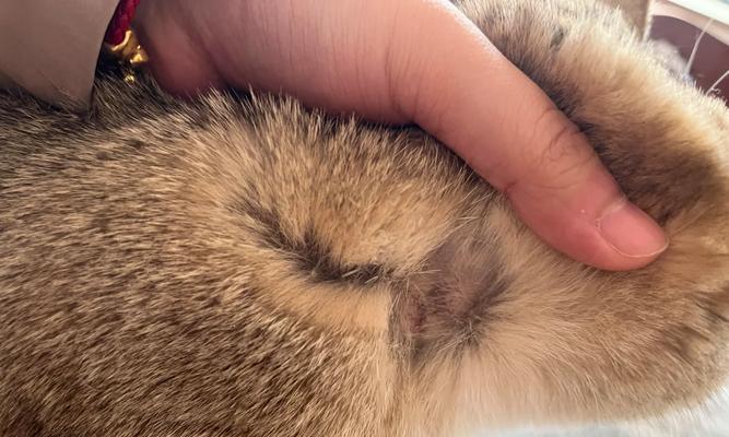 猫藓小猫（探索猫藓小猫的科学之旅，了解其成因和生态环境）