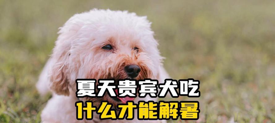 宠物贵宾怀孕期的饮食指南（孕期狗粮选择、营养需求及禁食食物一览）