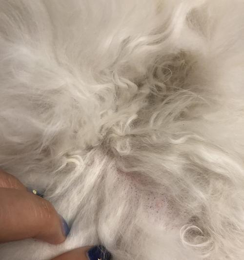 猫皮肤黑点是什么病？（探索猫咪皮肤上的黑点疾病）