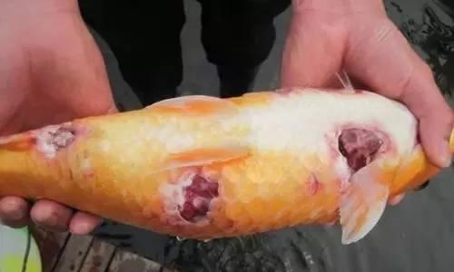 探究锦鲤生病的现象与治疗方法（发现锦鲤生病的关键现象及如何妥善应对）