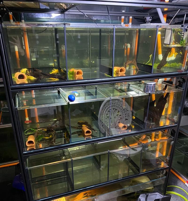 鱼缸养龟的最佳选择（以什么龟适合在鱼缸里养？）