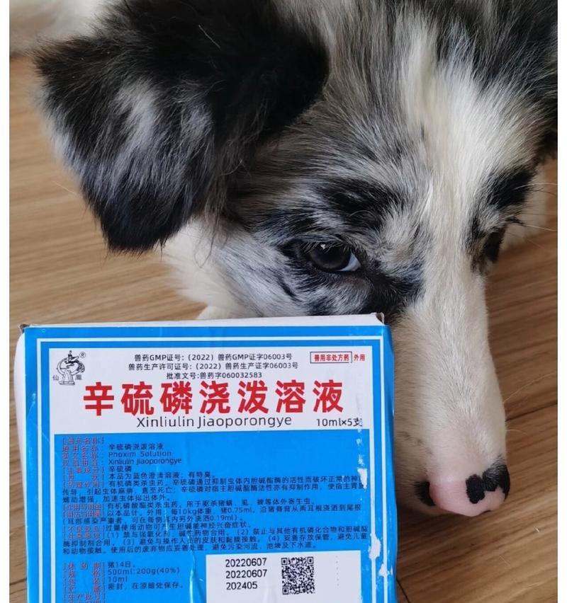 狗狗毛变粗糙了，该如何解决？（探究狗狗毛变粗糙的原因及应对方法）