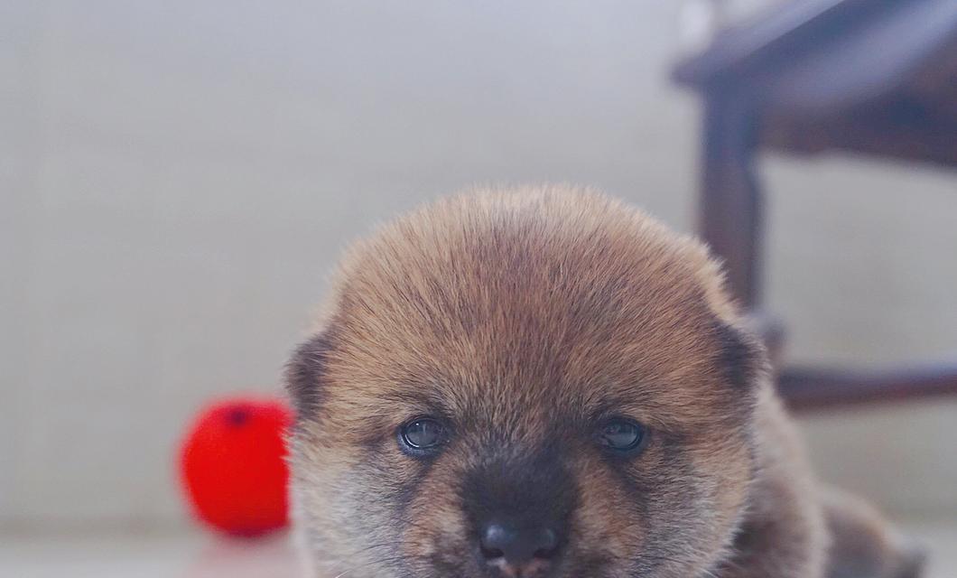 柴犬的特点与不喜欢散步的原因（探究柴犬不爱散步的心理与生理因素）
