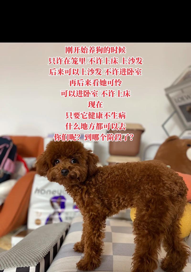 以刚养狗狗要做什么（新手必知的养狗指南）