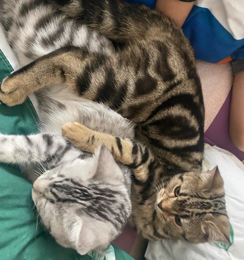 猫咪与狗狗（以和平、友谊、互助为基础的跨物种共同生活）