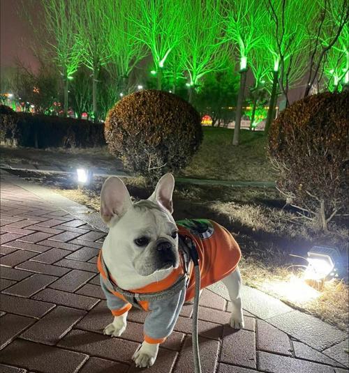 如何准备养斗牛犬所需的一切（为你的斗牛犬提供最佳养育环境及所需物品）