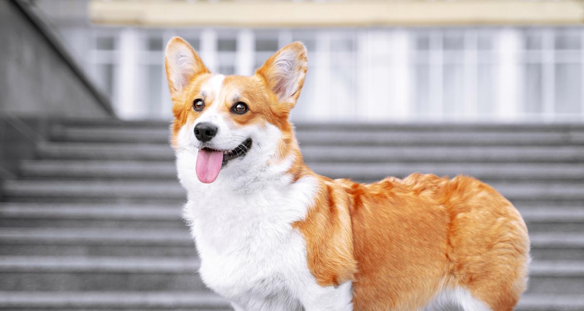 柯利犬（了解柯利犬的历史和特点，以及如何照顾和训练它们）