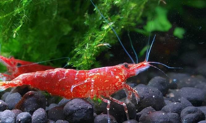 虾的食物选择及观赏技巧（探索虾类适宜的食物与观赏方法）