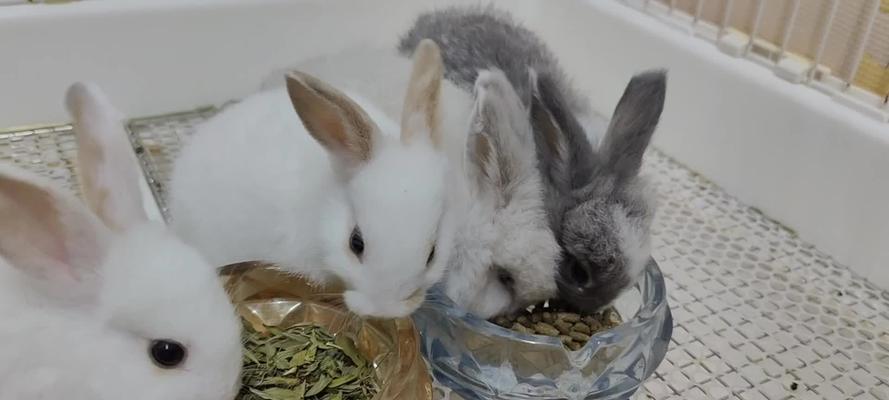 熊猫兔的饮食习性探秘（揭秘熊猫兔的食物偏好与营养需求）